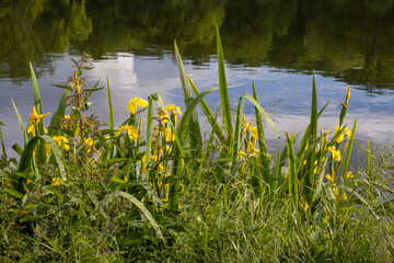 Canvas Print - grass and flowers in the lake