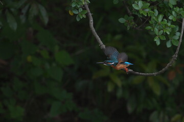 Canvas Print - common kingfisher in a field