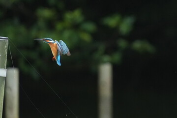 Canvas Print - common kingfisher in a field