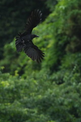 Wall Mural - crow in a forest