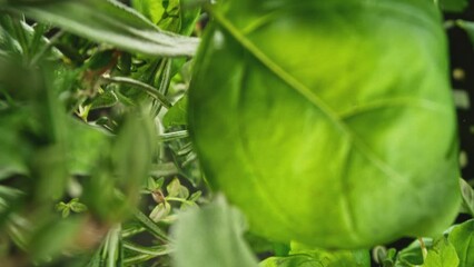 Aufkleber - Super slow motion of rotating fresh herbs on black background. Ultimate perspective and motion. Filmed on high speed cinema camera, 1000 fps.