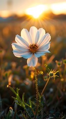 Sticker - Newly Blooming Flower in Sunlit Meadow Representing Beauty and Potential of New Beginnings