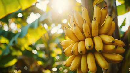 ripe yellow bananas on tree at banana garden agriculture fruit farm.