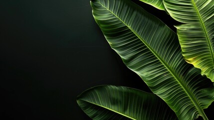Banana leaf background in black with space for text