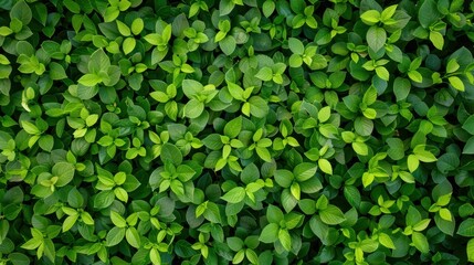 Top view of lush green leaves forming a dense, vibrant foliage background. Perfect for natural, eco-friendly themes and backgrounds.