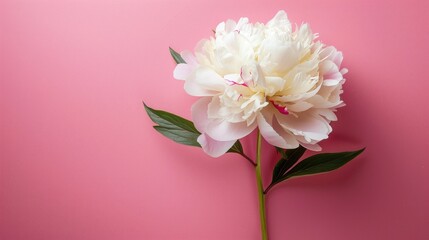 Poster - Isolated White Peony Flower on Pink Background