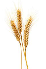 An Ear Of Wheat