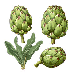 Poster - Artichokes Hand Drawn Vector