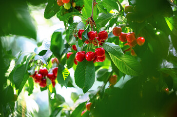 Wall Mural - Red ripe cherries on branches among green leaves in garden. Harvest berries in summer