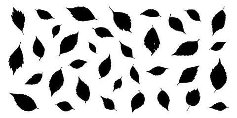 Wall Mural - various virginia creeper leaf silhouettes on the white background