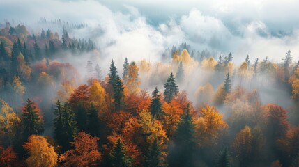 High quality drone photo of autumn forest with foggy morning aerial view