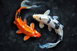 koi fish on dark