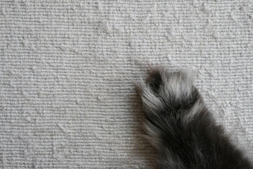 Sticker - Persian cat paw on snagged rug. How to stop cats scratches carpet or rug. 