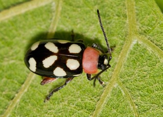 Wall Mural - Eight-spotted flea beetle Omophoita cyanipennis insect on leaf nature pest control agriculture.	