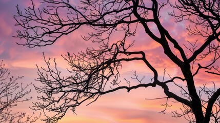 Wall Mural - Tree s leafless branches silhouetted against the early morning sky