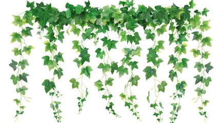 Poster - Green Ivy Leaves Hanging and Climbing Plant with Flowers depicted on White Background