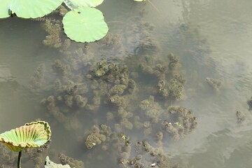 Algae cladophora or seaweed in lotus pond