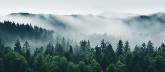 Wall Mural - image of nature with sky fog and forest. Creative banner. Copyspace image