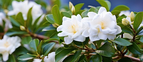 Wall Mural - white flower on a bush close up. creative banner. copyspace image