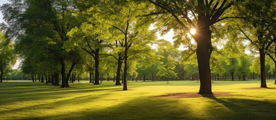 Fototapete - crisply evening sun and powerful luscious green trees in the park. Creative banner. Copyspace image
