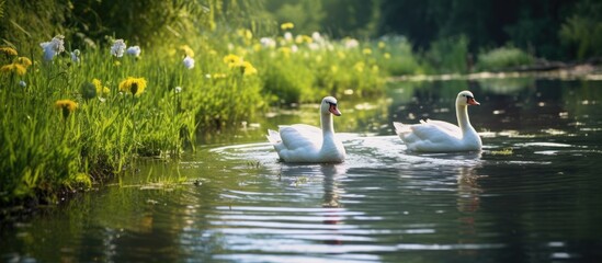 Poster - Beautiful Geese loving the green grass and enjoying the warm water of a farm pond. Creative banner. Copyspace image