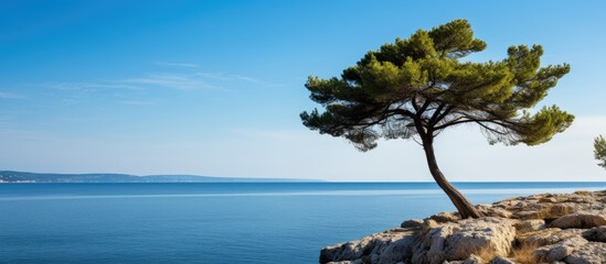 Fototapete - pine tree over the blue sea Croatian coast. Creative banner. Copyspace image