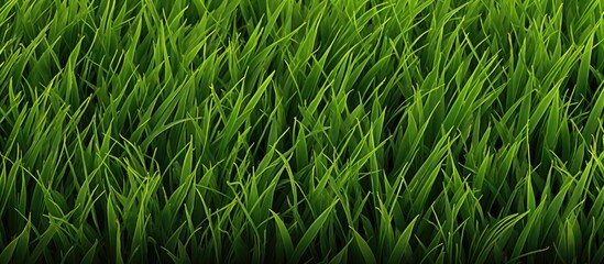 Wall Mural - green grass seamless texture seamless in only horizontal dimension. creative banner. copyspace image