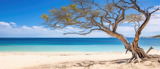 Poster - dry tree on the sand near ocean isle of pines new caledonia sand beach view beautiful vacation golden islands amazing nature heaven strange big. Creative banner. Copyspace image
