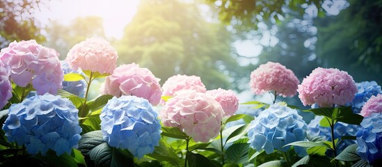 Wall Mural - Hydrangea flowers in a garden. Creative banner. Copyspace image