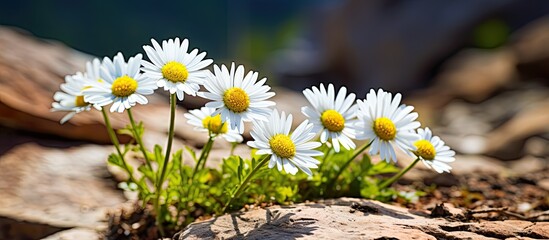 Poster - Macro closeup of alpine wild daisy flowers wildflowers on rocky soil ground in Utah hiking trail in mountains. Creative banner. Copyspace image