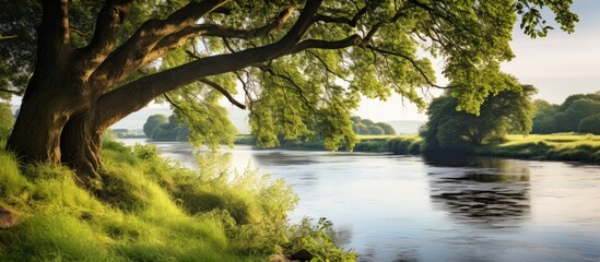 Poster - A view of the limbs of a tree in the Nida river some trees bushes and grass on the banks. Creative banner. Copyspace image