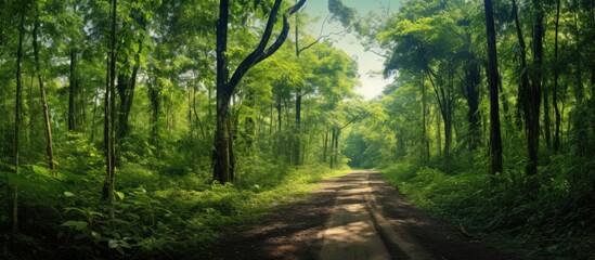 Aufkleber - Panoramic tropical wild berry forest off road expedition wallpaper Copy space Selective focus blurred
