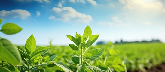 Aufkleber - wonderful green plant on farm field soy plant on field background wallpaper nature. Creative banner. Copyspace image