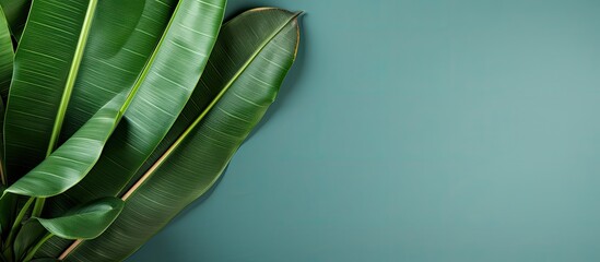 Wall Mural - Green banana leaf background. Creative banner. Copyspace image