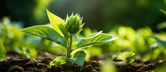 Aufkleber - Green fresh natural bud of sun flower garden. Creative banner. Copyspace image