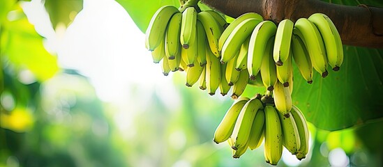 Wall Mural - a bunch of fresh green bananas hanging on the tree in a farmers plantation. Creative banner. Copyspace image