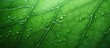 © HN Works - Fresh green leaf texture leaf background macro. Creative banner. Copyspace image