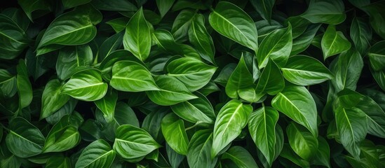 Aufkleber - Epipremnum aureum Ornamental Plant Leaves. Creative banner. Copyspace image