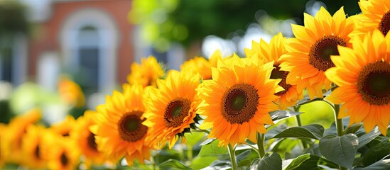 Aufkleber - Sunflower in the garden Sunflowers blooming in the garden. Creative banner. Copyspace image