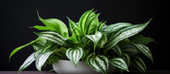 Poster - green aglonema is very suitable to be a home yard decoration. Creative banner. Copyspace image