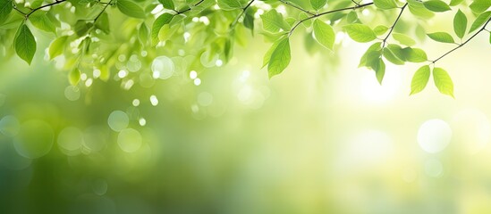 Aufkleber - Green bokeh effect and purposely blurred view of sunlight throught green leaves Green and fresh feeling Blurry background with photographic bokeh effect in beautiful nature tones. Creative banner