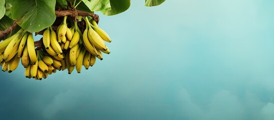 Banana bunch on banana tree. Creative banner. Copyspace image