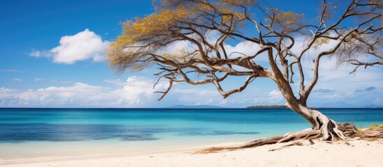 dry tree on the sand near ocean isle of pines new caledonia sand beach view beautiful vacation golden islands amazing nature heaven strange big. Creative banner. Copyspace image