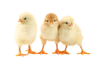 Wall Mural - Cute chicks isolated on white. Baby animals