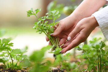 Canvas Print - beautifiul woman hands holding parsley in the garden