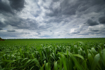 an agricultural field with young wheat sprouts against a dark dramatic sky with thunderclouds, spring landscape, cloudy weather