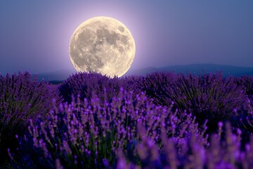 Wall Mural - A full moon shining on a field of lavender, creating a surreal purple glow