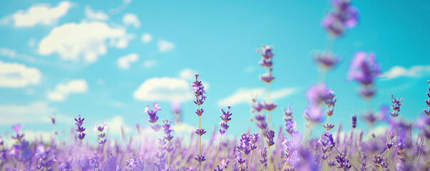 summer background with a peaceful lavender field in full bloom under a bright blue sky: serene and c