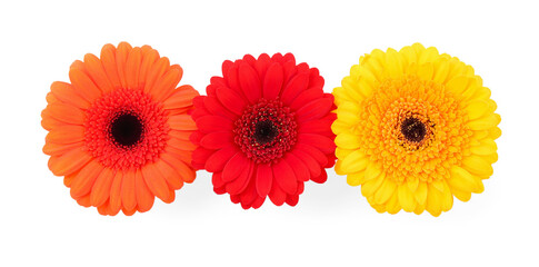 Wall Mural - Beautiful colorful gerbera flowers isolated on white, top view