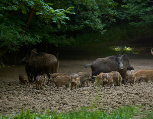 Wall Mural - Wild hogs in the forest